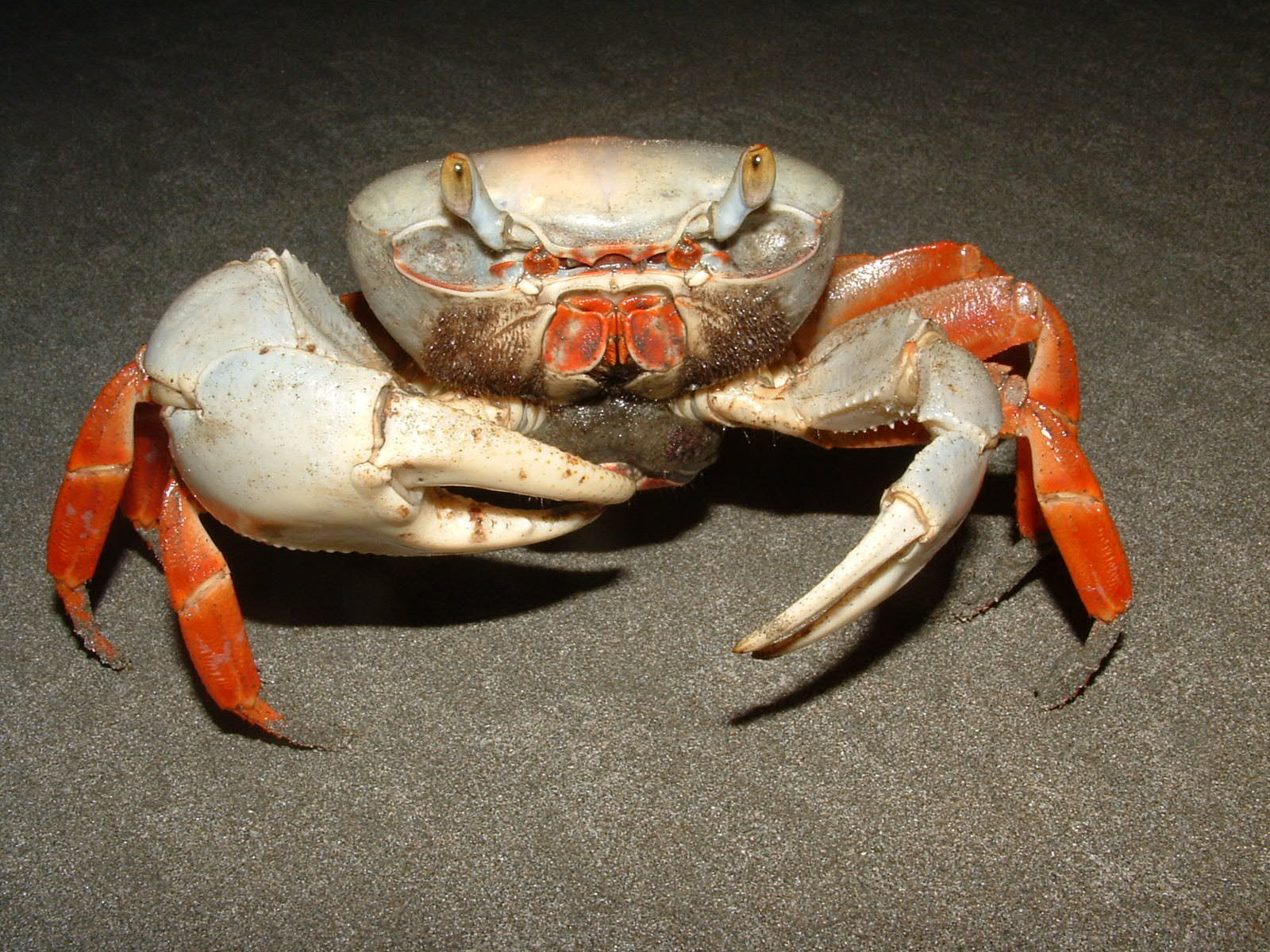 Cangrejos